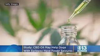 CBD Oil May Help Dogs With Epilepsy Have Fewer Seizures