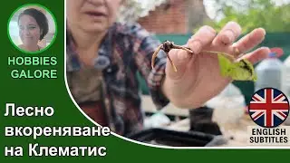 How to Propagate clematis from cuttings: a step-by-step guide