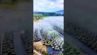 automatic irrigation system with remote control #farming #irrigation #agriculture #easyfarming