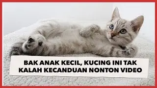 Bak Anak Kecil Ketagihan Main Gadget, Kucing ini Tak Kalah Kecanduan Nonton Video