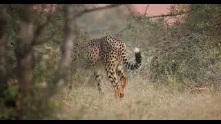 First Look: Cheetah Walking Freely in Kuno National Park | Project Cheetah India 2025