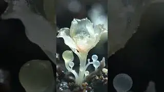 Bioluminescent Glass Flower Bloom Loop 🌸💎 (4K Macro) #shorts