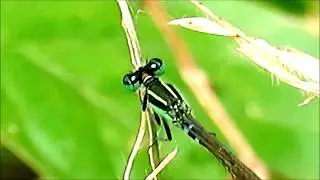 DAMSELFLIES