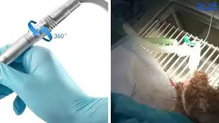D-Pro Veterinary Dental Unit