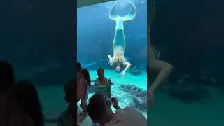 Mermaid photo op through the glass🤩 He got a cool picture, don&rsquo;t u think? #mermaid #mermaids #wow