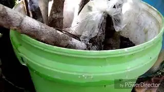 STEK DURIAN SUKSES