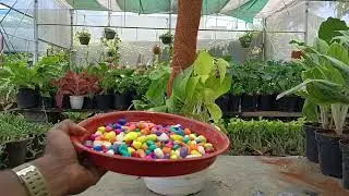 🔥Easy Idea to Grow Money Plants in Home🪴 | Money Plant Growing Ideas | Gardening Ideas