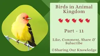 Birds in Animal Kingdom || (Part - 11)