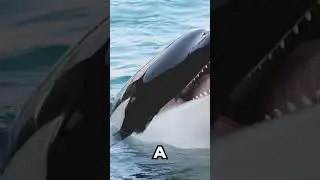 Orcas can Talk like Parrots🐋🦜
