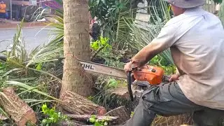 Skill Cutting Down And Sharpening  Coconut Tree With Powerful Master Machinery Sound 2022