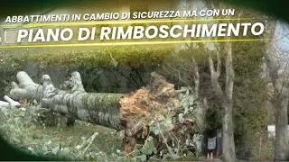 ABBATTIMENTI IN CAMBIO DI SICUREZZA MA CON UN PIANO RIMBOSCHIMENTO ADEGUATO