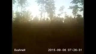 2015 Target whitetail Buck? video from trail cam NBWildman