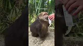big monkey drinking juice🍵 #shorts #tiktok #monkey #macaque #bandar #trending #catsology