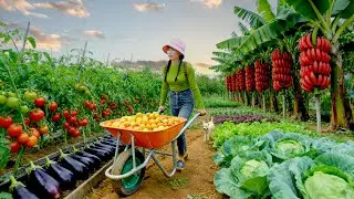 Harvest, Sell, Cook: Tomatoes, Eggplants, Cabbage, Red Bananas - Farm Life
