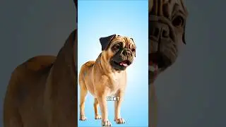 Why Pugs Might Go Extinct Soon 😱