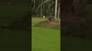 tes sendiri oleh pembeli