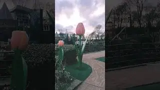 Tulips, Miniature Park, The Hague, Netherlands 🇳🇱