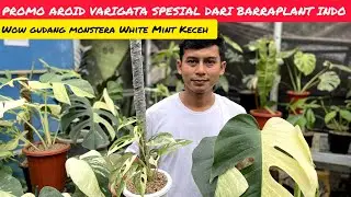 WOW MONSTERA WHITE MINT KECEH 📢 PROMO AROID VARIGATA SPESIAL DARI BARRAPLANT INDO