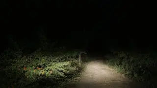 jim corbett national park latest video sunderkhal man eater tiger attack village