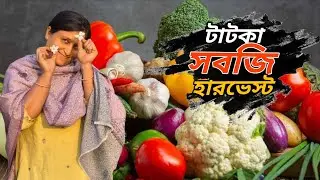 ঝুমার সঙ্গে মাঠে সবজি হারভেস্ট 🌱 | গ্রামের আসল জীবন | Fresh Vegetable Harvesting