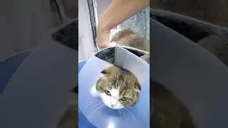 Clipping claws #cat #catsgrooming #cats #catslifestyle #funny #кошка #кошки #стрижкакогтей #water