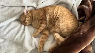 Sleepy kitty time. 