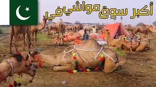 رحت لأكبر سوق مواشي في باكستان |عراقي عايش في باكستان