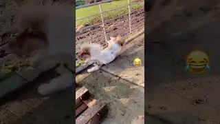 Funny short video about animal moves 🤣🤣🤣#funny #shorts #animalmoves