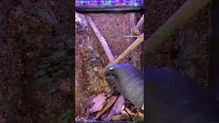 Adding some moss to a new vivarium #vivarium #dartfrog #diy #terrarium  build.