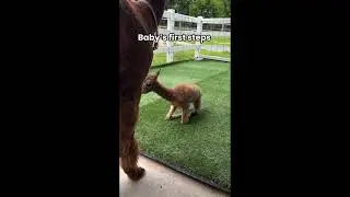 Laugh Out Loud Viral Moments &ndash; Ultimate Compilation!