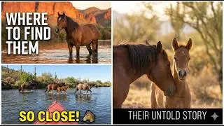 How to Find Wild Horses in Arizona: Salt River Ultimate Guide