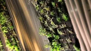 Architainment Supply LED Lighting for Largest 'Living Wall' in Europe.