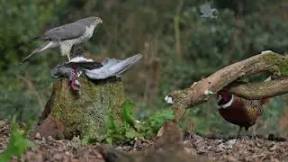 Sparrowhawk and Pheasant