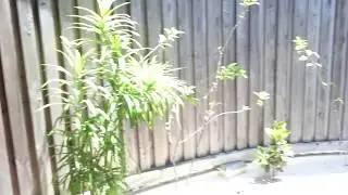 Jacuzzi Beach Villa 241 - Kuredu Island - Malediven