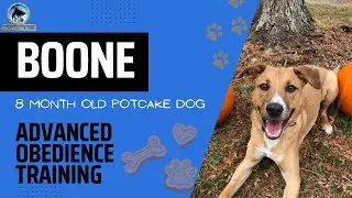 Boone | 8 Month Old Potcake Dog | Advanced Obedience Training | Overwatch K9 Academy |