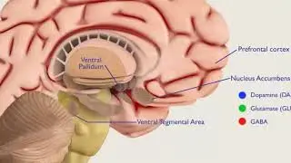 Dopamine and the Reward System