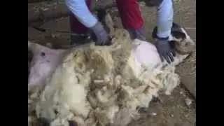 Walliser Schwarznasenschaf scheren