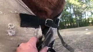 Tough rider fly sheet from valley vet supply (link in the description)