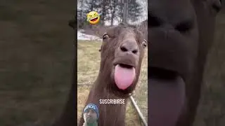 #funny #memes #goat #animals #subscribe #pets