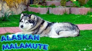 Alaskan Malamute plays and sings / Compilation