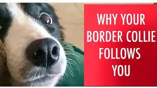 WHY your BORDER COLLIE follows you | Stares at you all the time