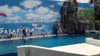 Dolphins of Bangkok