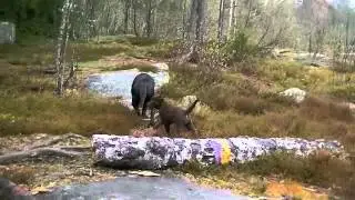 skogstur tjuesjette april