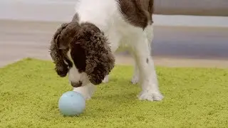 RuffDawg Om Dawg Stress Reduction System for Dogs | Chewy