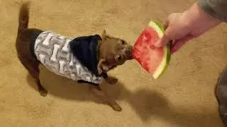 Icarus's first time eating watermelon