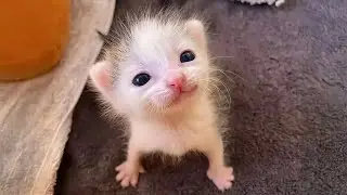 Cats lost the plot