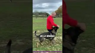 C&oacute;mo ENTRENAR a tu PERRO l PASO a PASO