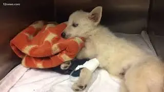 Abused husky puppy remains in a medically induced coma