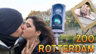 SPERDUTI NELLO ZOO GIGANTE DI ROTTERDAM 🦒🦓