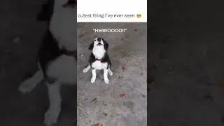 Cutest Dog Ever #animals #dogs #funny #pets #hilarious